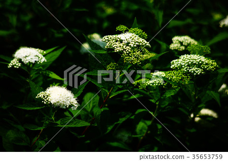 白花盛開 35653759