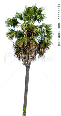 sugar palm tree alone or single on isolate white sugar palm tree alone or single on isolate white 35654214