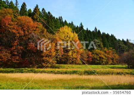 Autumn leaves found at a fishing spot in autumn Autumn leaves found at a fishing spot in autumn 35654760