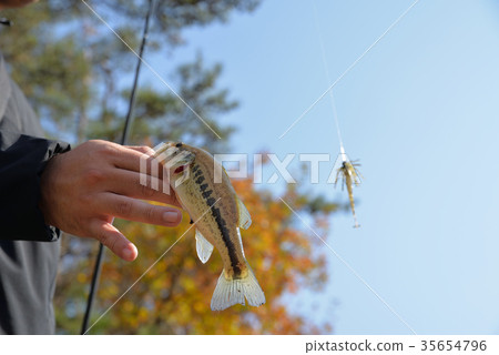 Black bass caught 35654796