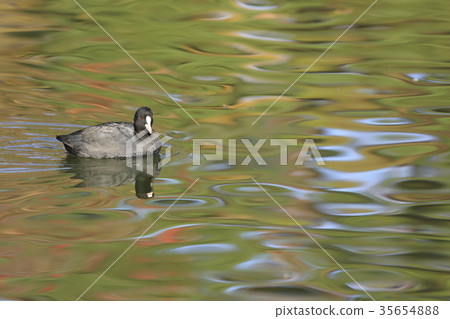 Oh van Oh van 35654888