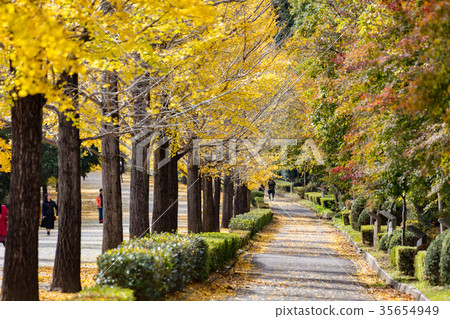 Chichibu冥想公園秋葉 35654949