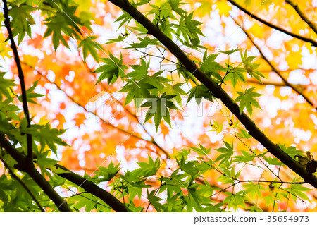 Autumn leaves of Chichibu muse park 35654973