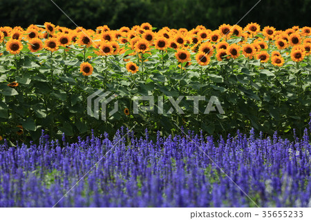 Sunflower 4783 35655233