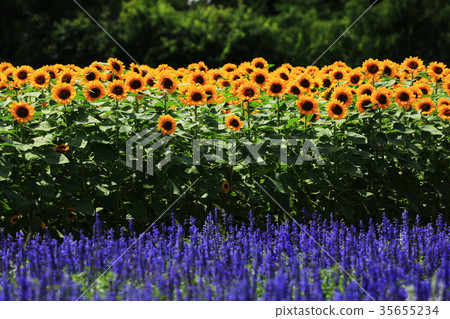 向日葵4784 35655234