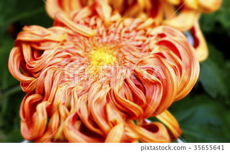 Large flower chrysanthemum beginning to bloom 05 Large flower chrysanthemum beginning to bloom 05 35655641