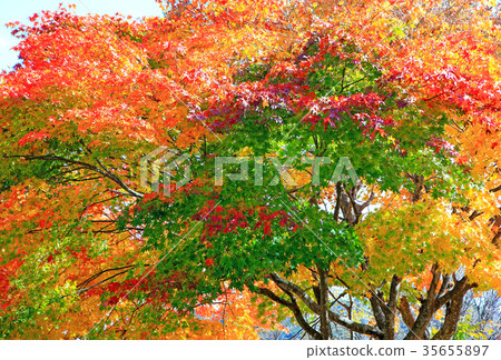 Momiji autumn leaves 35655897
