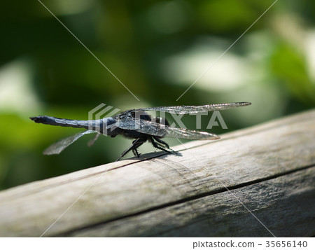 白尾蜻蜓側身 35656140
