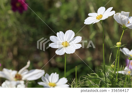 Cosmos 'Dwarf Sensation White