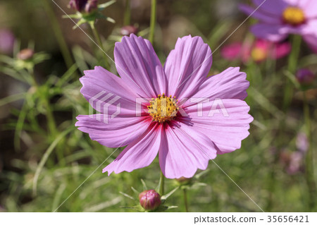 Cosmos-Dwarf Sensation Pink 35656421