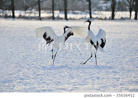 Danzi cilove courtship 35656452