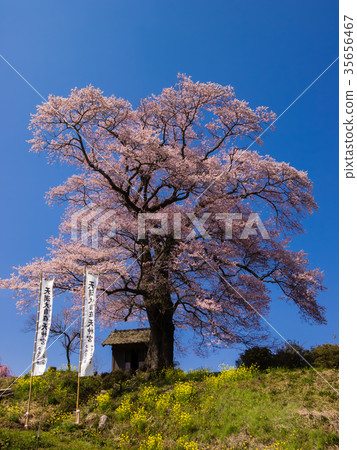 三春Tenchizakura天神櫻花 35656467