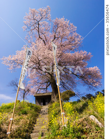 三春Tenchizakura天神櫻花 35656474