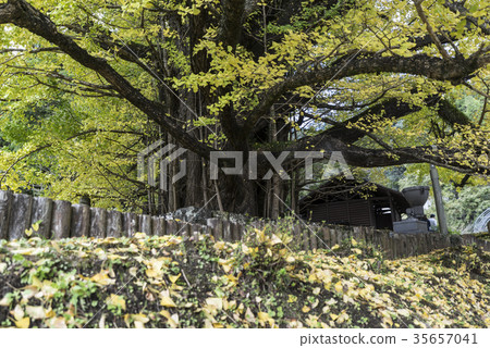 Shimousca的Great Ginkgo Shimousca的Great Ginkgo 35657041