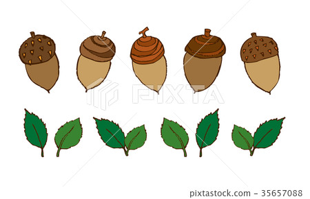 簡單橡子的插圖 簡單橡子的插圖 35657088