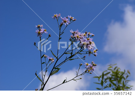 Michaelmas daisy Michaelmas daisy 35657142