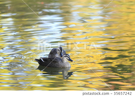 Karugamo of autumnal season 35657242