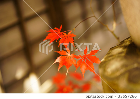 Autumn leaves 35657260
