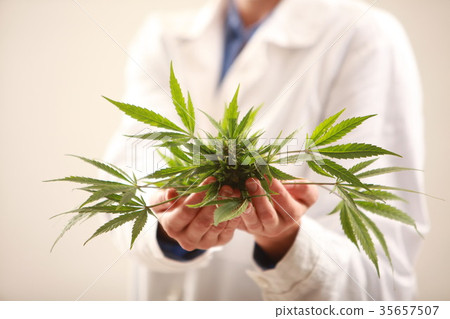 Woman doctor holding  cannabis oil 35657507
