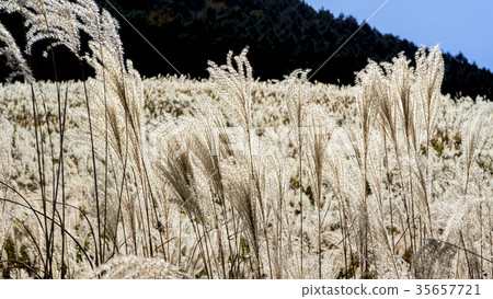 Sukihara, the autumn feature of Sengokuhara Sukihara, the autumn feature of Sengokuhara 35657721