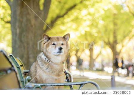 Cute Shiba Inu sitting on a tree-lined bench that wants to be the autumn leaves of Meiji Jingu Gaien 35658005