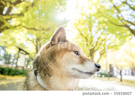 Cute Shiba Inu on the background of the autumnal trees in the Meiji Jingu Gaien, up close 35658007