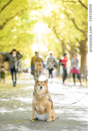 Cute Shiba Inu on the background of the autumnal trees in the Meiji Jingu Gaien 35658009