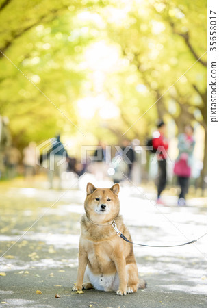 Cute Shiba Inu on the background of the autumnal trees in the Meiji Jingu Gaien 35658017