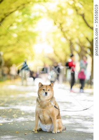 Cute Shiba Inu on the background of the autumnal trees in the Meiji Jingu Gaien 35658019