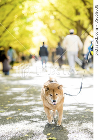 Cute Shiba Inu walking on the tree-lined tree that wants to be the autumn leaves of Meiji Jingu Gaien 35658039