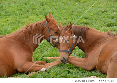 Young people 35658058