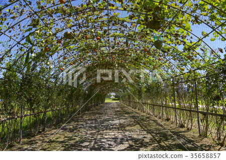 京畿道九里市漢江市民公園 京畿道九里市漢江市民公園 35658857