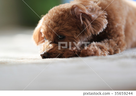 玩具貴賓犬 35659244