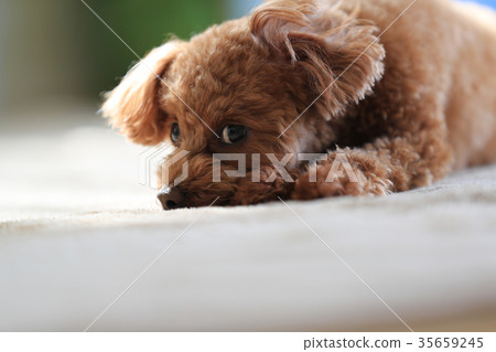 玩具貴賓犬 35659245