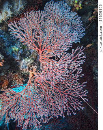 磯花 磯花 35659596