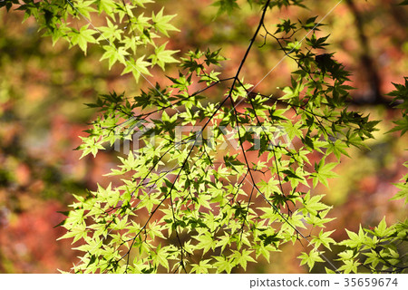 藍楓 藍楓 35659674