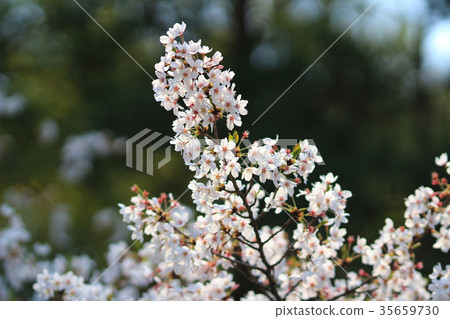 Cherry Blossom at kyoto Cherry Blossom at kyoto 35659730