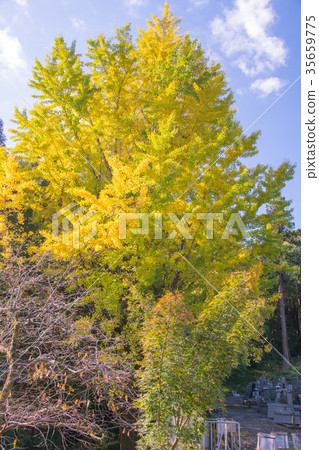 Autumn leaves 35659775