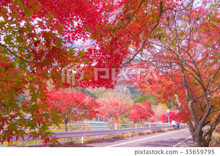 Autumn leaves Autumn leaves 35659795