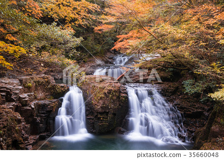 紅眼Shimpaki秋天秋葉 紅眼Shimpaki秋天秋葉 35660048