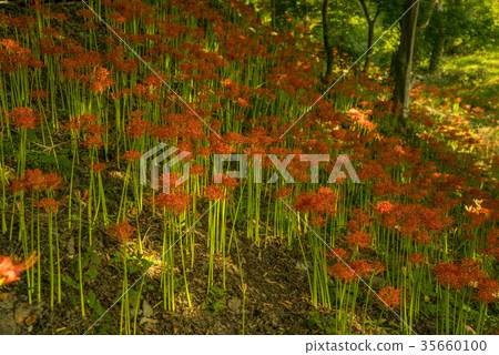 花盆，Seonwoon山，高敞郡，全北 35660100