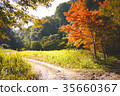 Japan / Chiba / Maple Leaf / Autumn 35660367