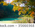 Japan / Chiba / Maple Leaf / Autumn 35660368