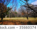 Japan / Chiba / Maple Leaf / 35660374