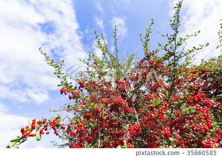 Pyracantha turned red Pyracantha turned red 35660585