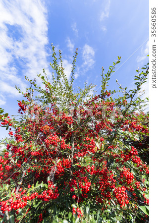 Pyracantha turned red Pyracantha turned red 35660586