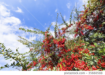 Pyracantha turned red Pyracantha turned red 35660588