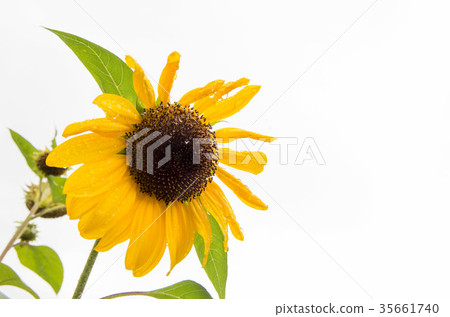 雨後的向日葵 雨後的向日葵 35661740