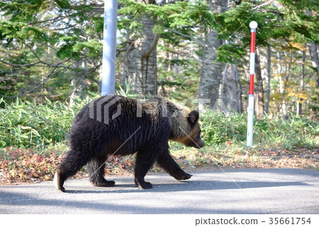 Brown bear walking on the road 35661754