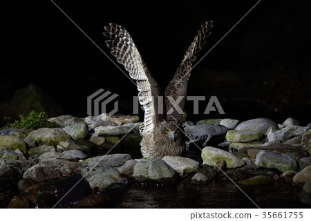 飛鷹雕 飛鷹雕 35661755